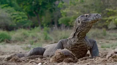 Terre des géants Reptiles : sous la dépendance du climat