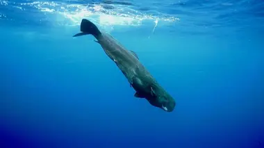 Terre des géants Requins ou cachalots : survivre seuls ou à plusieurs