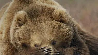 Terre des Ours