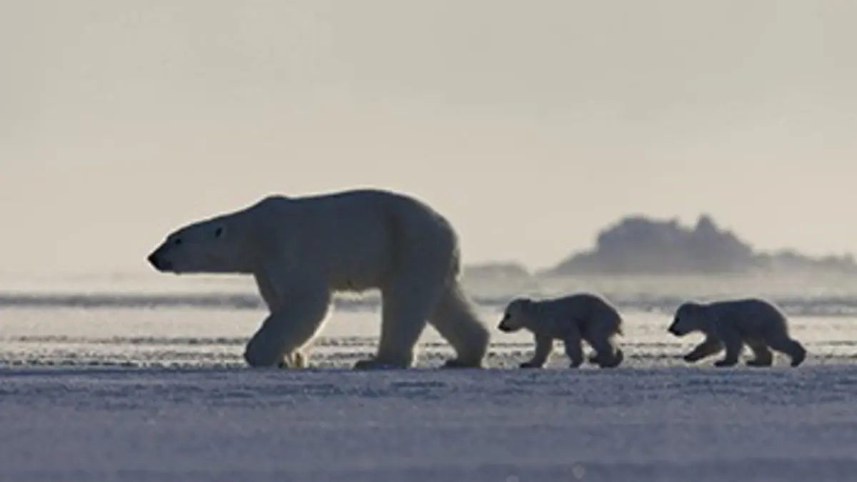 Terres de glace E02 Le réveil du printemps