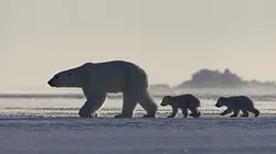 Visuel de Terres de glace