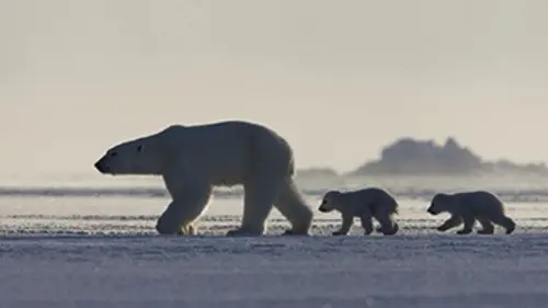 Terres de glace E02 Le réveil du printemps