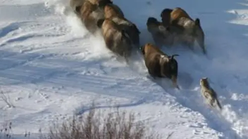 Terres de glace E05 Survivre à l'hiver