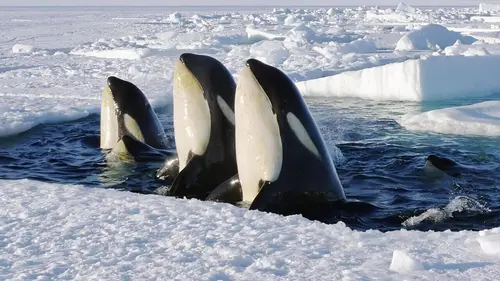 Terres de glace S02E04 L'Antarctique