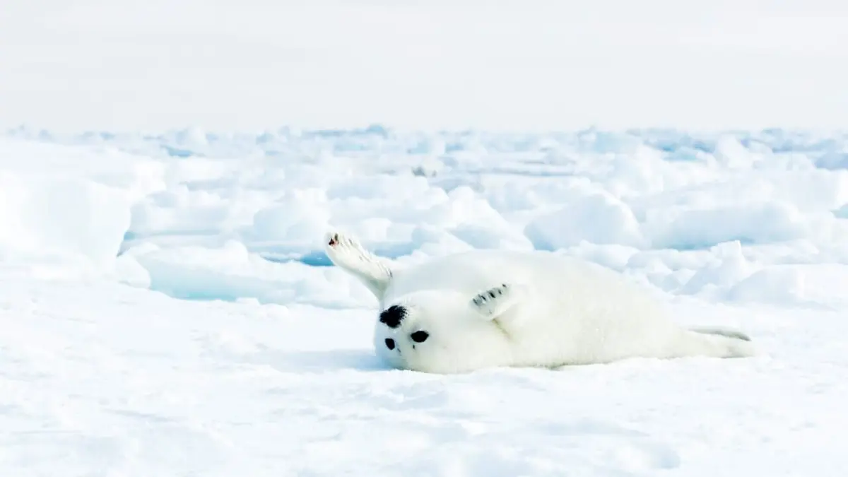 Terres de glace L'océan Arctique