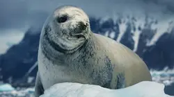 Terres de glace L'Antarctique