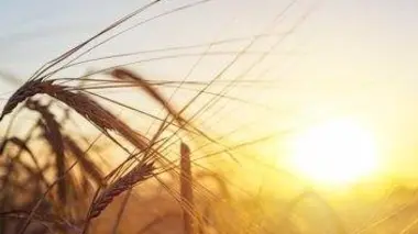 Le bon filon de la farine