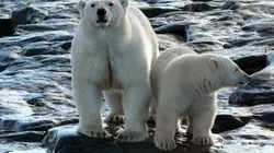 Terres sauvages de Russie L'Arctique