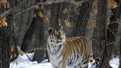 Terres sauvages de Russie Le Primorié