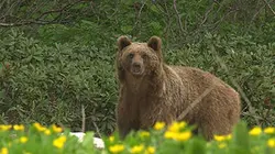 Terres sauvages de Russie Le Caucase