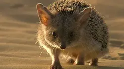 Terres sauvages de Russie