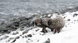 Terres sauvages du Grand Nord