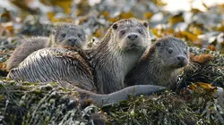 Terres sauvages du Grand Nord