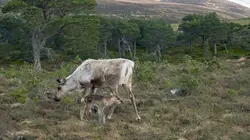 Terres sauvages du Grand Nord