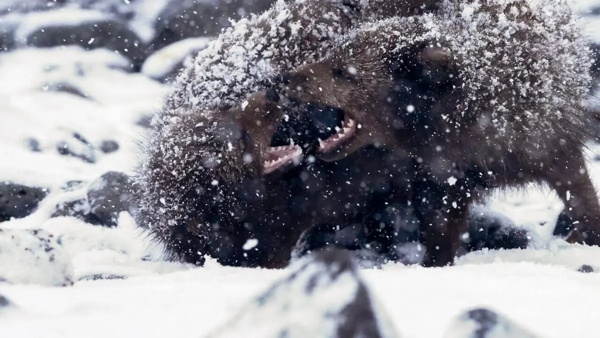 Terres sauvages du Grand Nord La fin de l'hiver