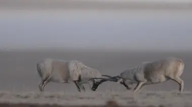 L'antilope du Tibet, une course pour la vie