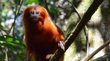 Terres sauvages en danger S01E02 Brésil, le sanctuaire des tamarins lions dorés