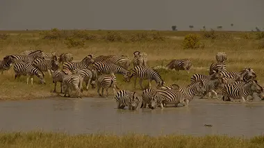 Terres sauvages en danger S01E03 Botswana, la piste retrouvée des zèbres