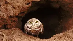 Visuel de Terriers, garde-manger et nids douillets