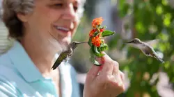 Terry Masear : la part du colibri