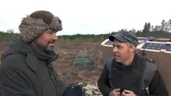 Tétras lyre : L'oiseau danseur des marais