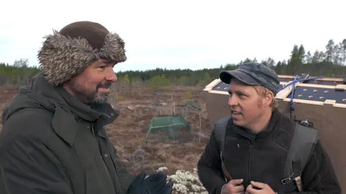 Tétras lyre : L'oiseau danseur des marais