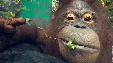 Une nouvelle vie pour les gibbons