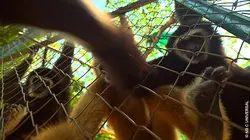 Thaïlande : à la rescousse de la faune sauvage