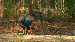 Thaïlande : à la rescousse de la faune sauvage