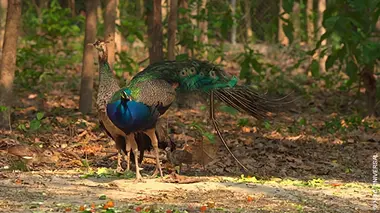 Dans la jungle de Bangkok