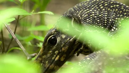 Thaïlande, dans la jungle des sens