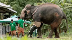 Thaïlande, l'hôpital des éléphants