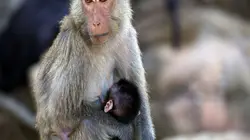 Thaïlande, la beauté sauvage Le sud tropical