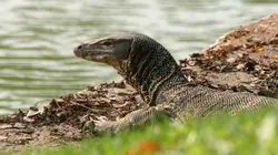 Thaïlande, la beauté sauvage