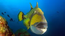 Thaïlande, la beauté sauvage