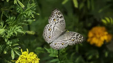 Le nord et ses mystères