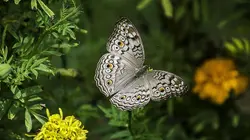 Thaïlande, la beauté sauvage
