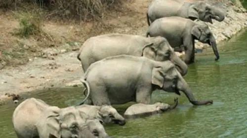 Thaïlande sauvage Un écosystème riche
