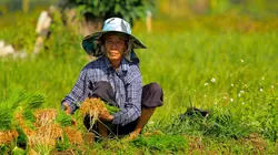 Thaïlande, un festival de couleurs