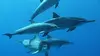 Dauphins, le grand spectacle !