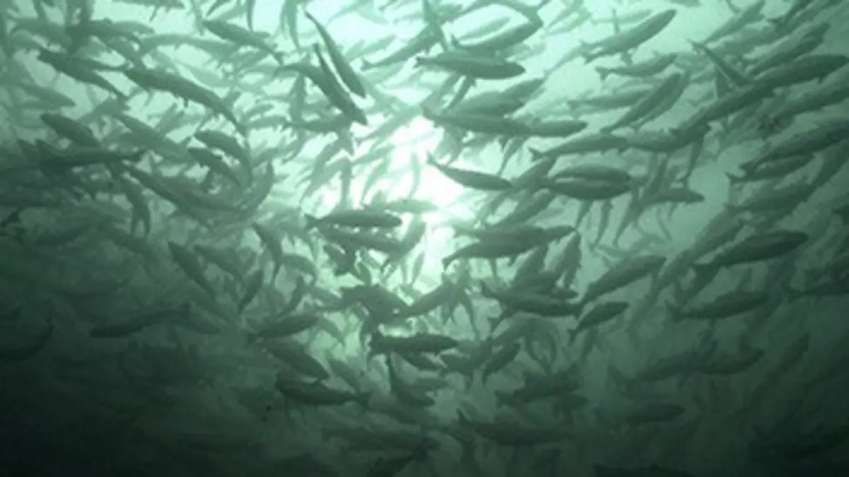 Thalassa Planète saumon : enquête sur le poisson préféré des Français