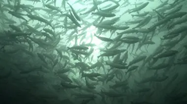 Planète saumon : enquête sur le poisson préféré des Français