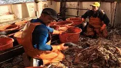 Thalassa De Cherbourg aux îles Anglo-Normandes