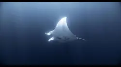 Sur TV5MONDE à 21h02 : Thalassa