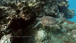 Thalassa Océan indien, vivre avec la mer