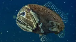 Thalassa, aventures extrêmes A la conquête des profondeurs