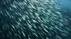 Thalassa, aventures extrêmes Namibie, la côte sauvage