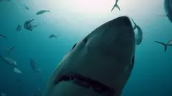 Thalassa, aventures extrêmes Dans l'ombre du requin blanc