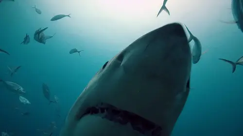 Thalassa, aventures extrêmes Dans l'ombre du requin blanc