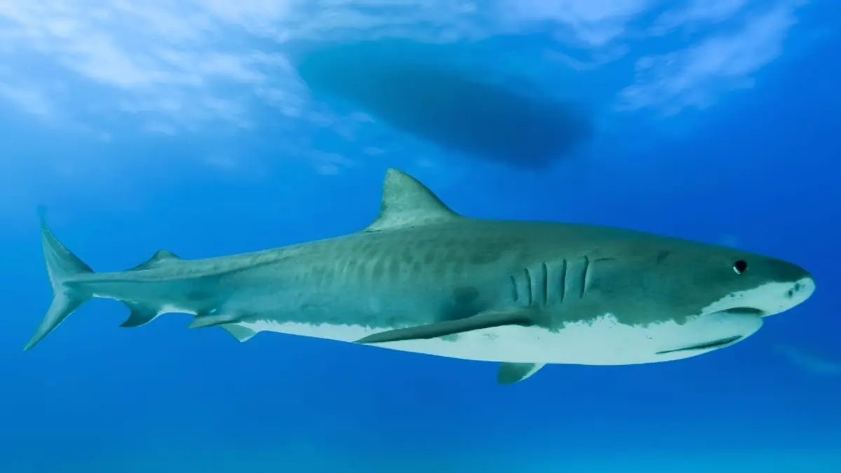 Thalassa, aventures extrêmes Bahamas, le royaume des requins